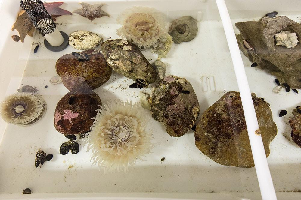 康考迪亚海洋实验室的海葵
