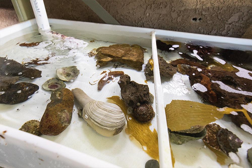 康考迪亚海洋实验室的海蛞蝓